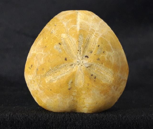 Plesiaster tranghayensis (LAMBERT 1936) - Bild &copy; FossNet FossilienStore